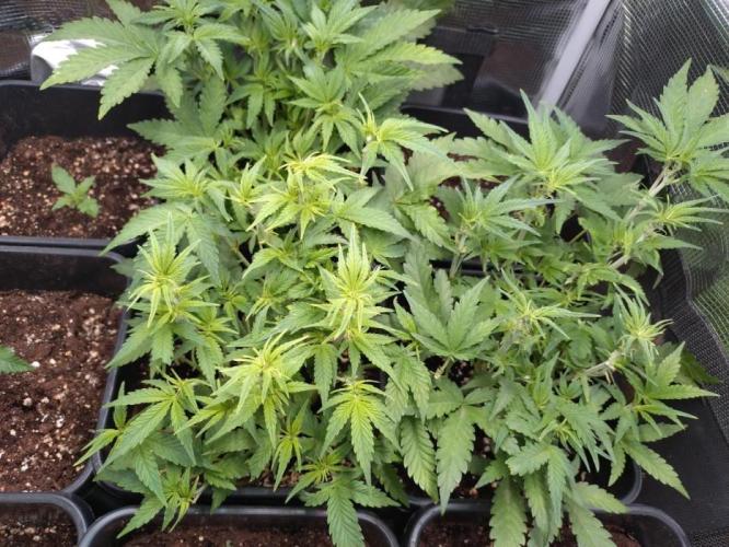 Cinderella Auto Fastbuds. Week 7