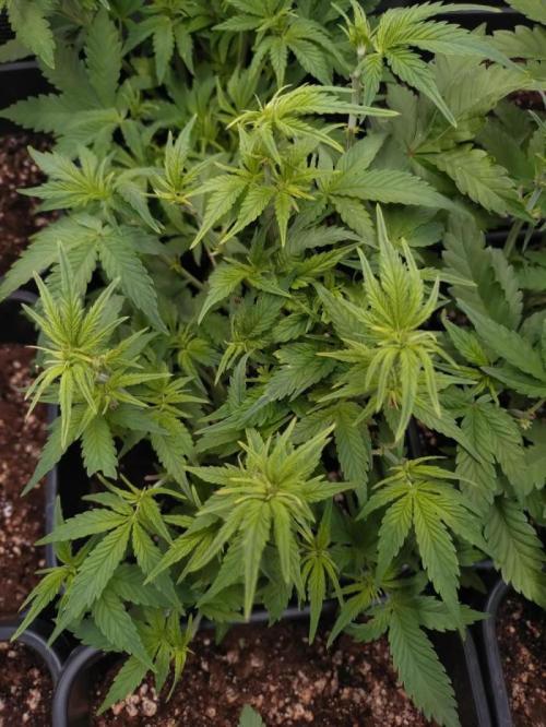 Cinderella Auto Fastbuds. Week 7