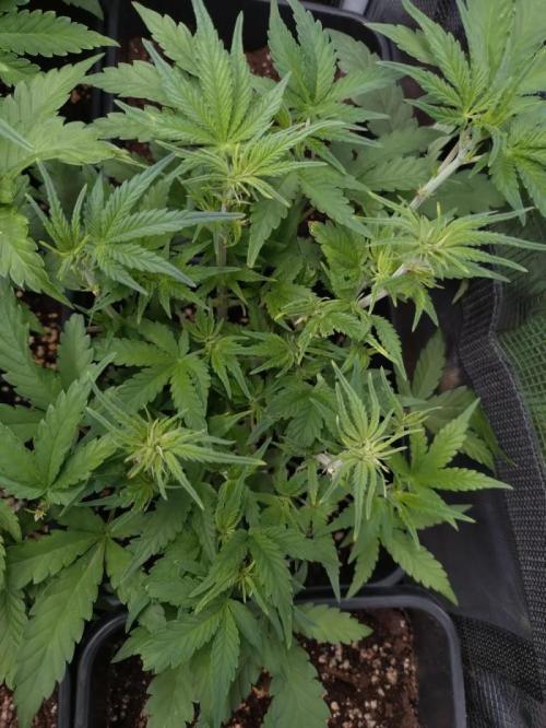 Cinderella Auto Fastbuds. Week 7