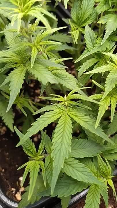 Cinderella Auto Fastbuds