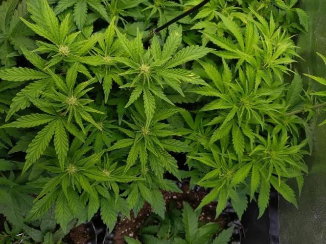 Hulkberry Auto RQS. Week 7