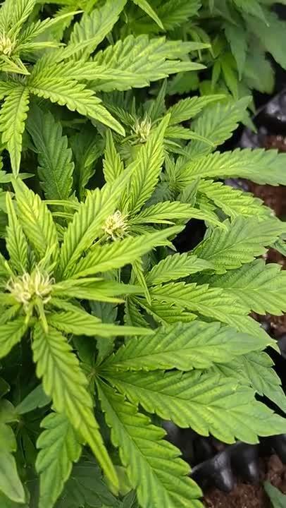 Hulkberry Auto RQS