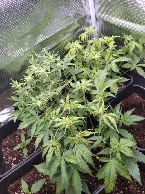 Grape Pop Rocks Auto Anesia Seeds. Week 7