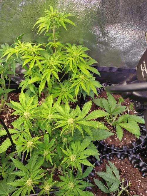 Hulkberry Auto RQS. Week 7