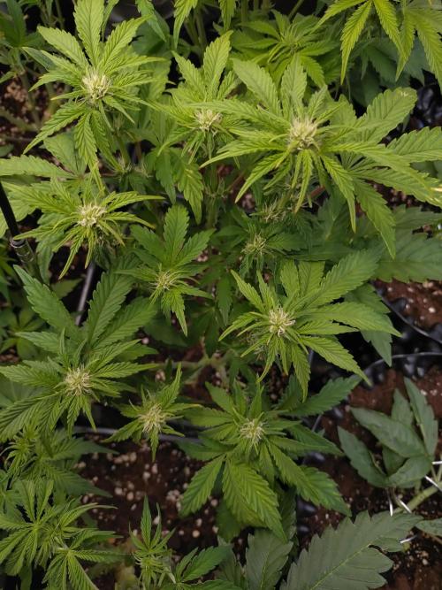 Hulkberry Auto RQS. Week 7