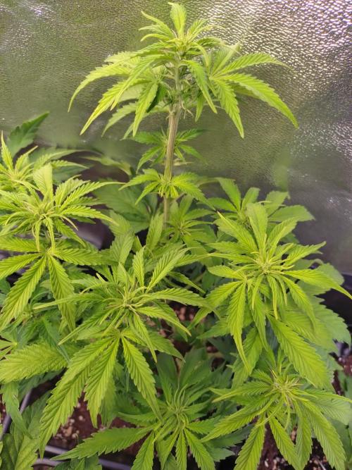 Hulkberry Auto RQS. Week 7