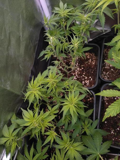 Cinderella Auto Fastbuds. Week 7