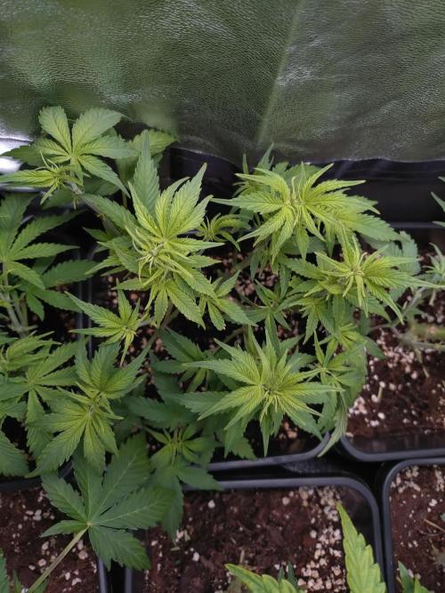 Cinderella Auto Fastbuds. Week 7