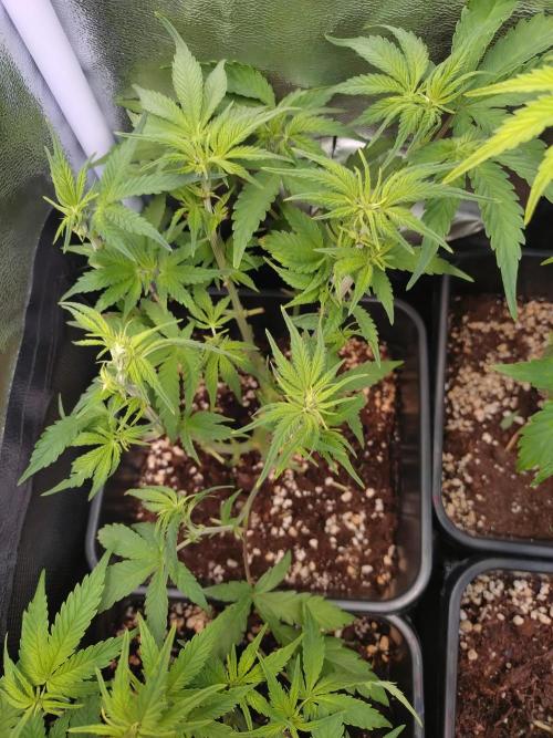 Cinderella Auto Fastbuds. Week 7