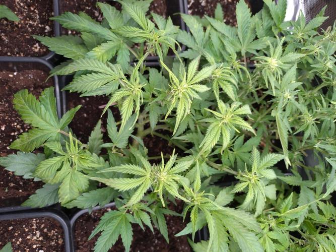 Grape Pop Rocks Auto Anesia Seeds. Week 7