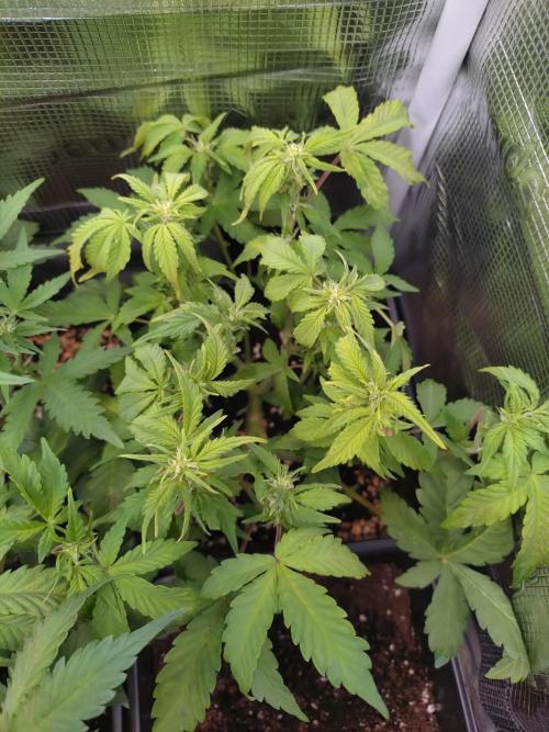 Grape Pop Rocks Auto Anesia Seeds. Week 7