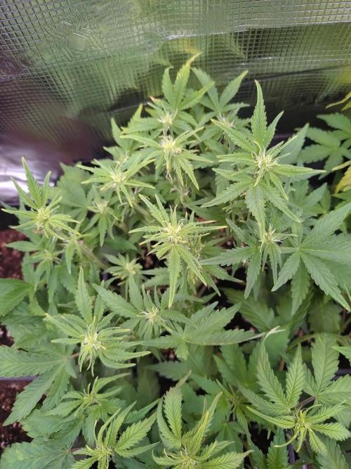 Grape Pop Rocks Auto Anesia Seeds. Week 7