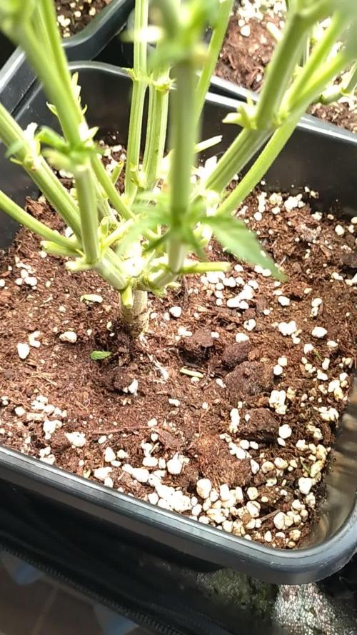 Strawberry Cheesecake Auto Barneys Farm