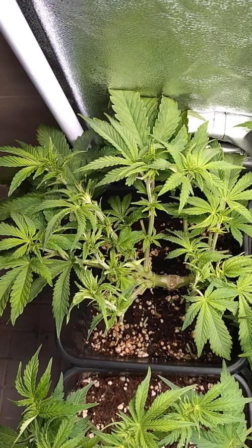 Purple Lemonade Auto RQS