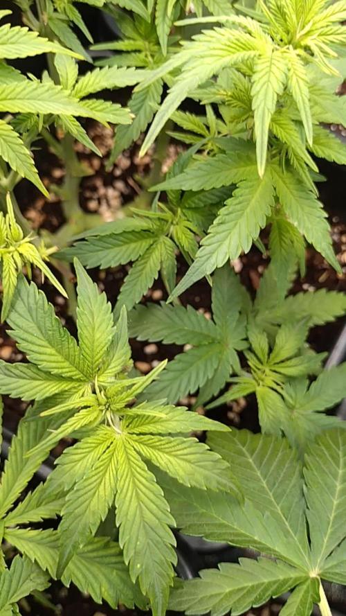 Cinderella Auto Fastbuds