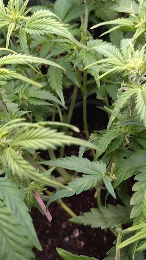 Grape Pop Rocks Auto Anesia Seeds