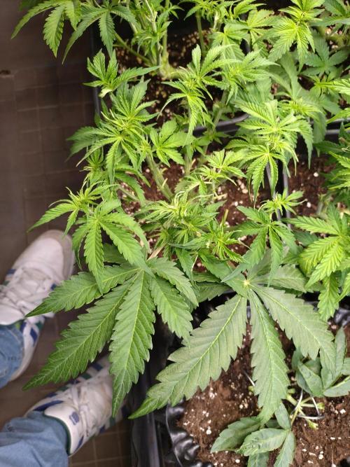 Strawberry Cheesecake Auto Barneys Farm. Week 7