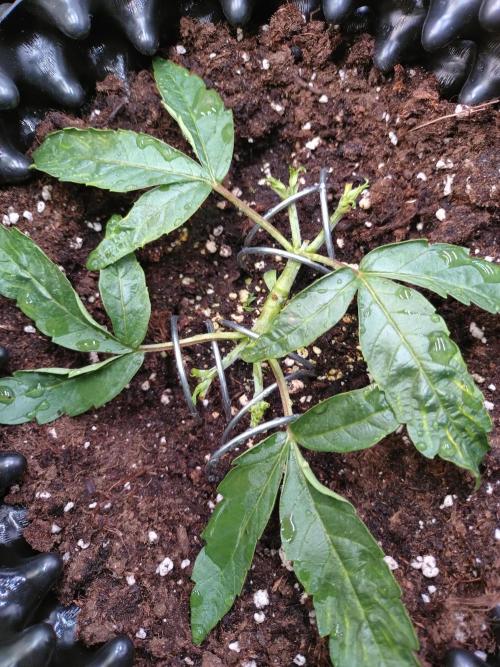 Thin Mint x Sour Pinot Auto Barneys Farm. Week 4