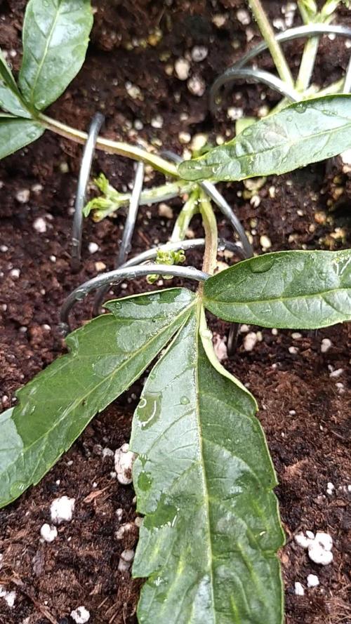 Thin Mint x Sour Pinot Auto Barneys Farm