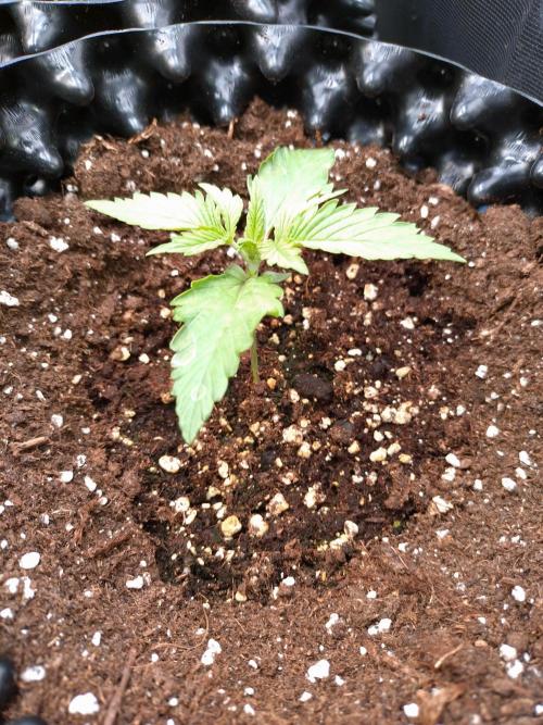 Z-Up Auto Fastbuds. Week 2