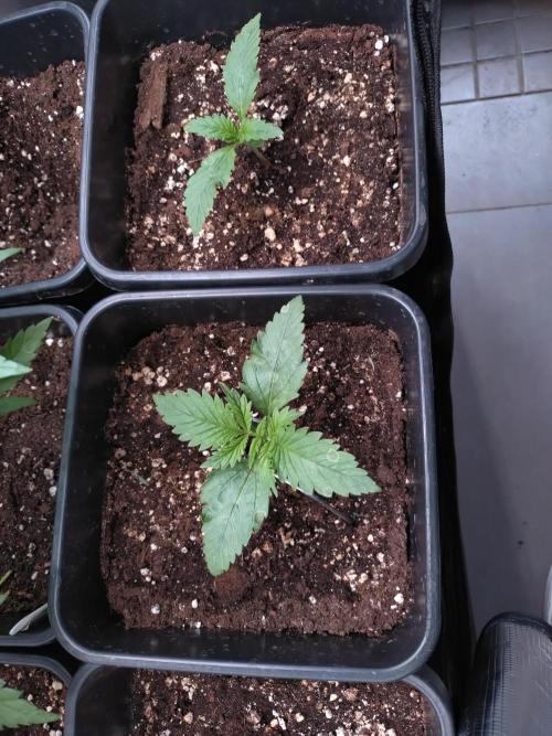 RF3 Auto Mixpack Fastbuds. Week 2