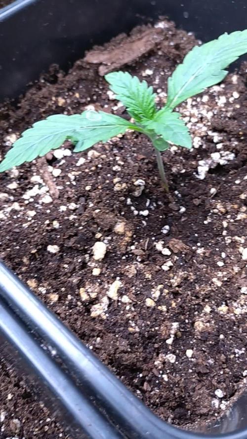 RF3 Auto Mixpack Fastbuds