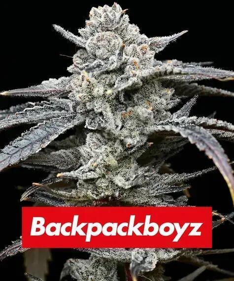 Lemon Cherry Gelato Barneys Farm. Week 0