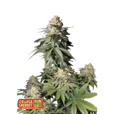 Orange Sherbet FF P#2 Fastbuds. Week 0