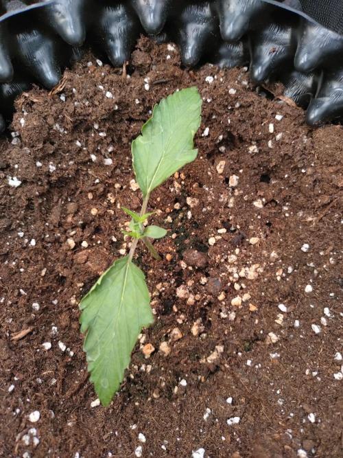 Z-Up Auto Fastbuds. Week 2