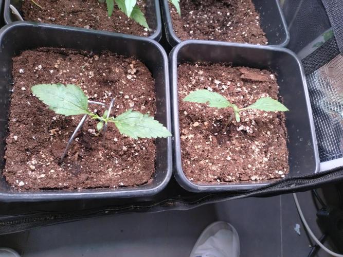 RF3 Auto Mixpack Fastbuds. Week 2