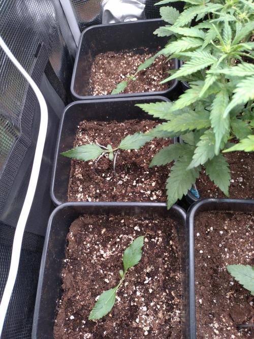 RF3 Auto Mixpack Fastbuds. Week 2