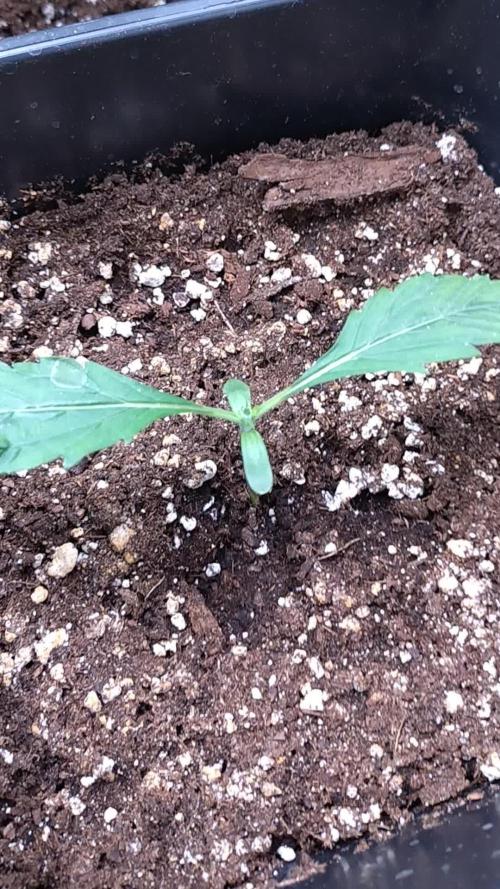 RF3 Auto Mixpack Fastbuds