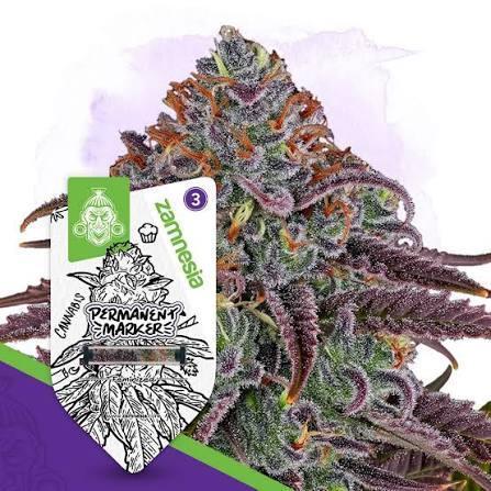 Permanent Marker Zamnesia. Week 0