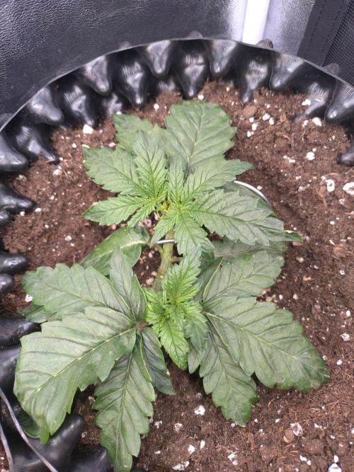 Sticky Broccoli Auto ZMA Eternity Cup'26. Week 5