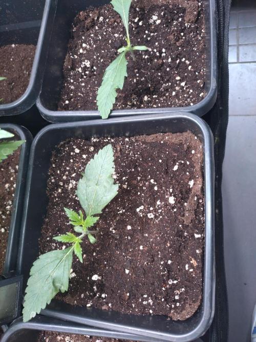 RF3 Auto Mixpack Fastbuds. Week 2