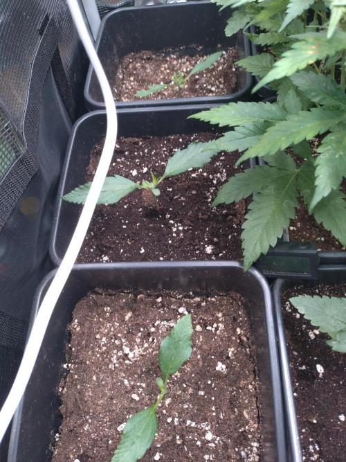 RF3 Auto Mixpack Fastbuds. Week 2