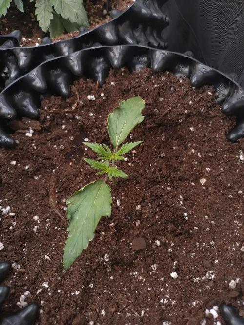 Z-Up Auto Fastbuds. Week 2