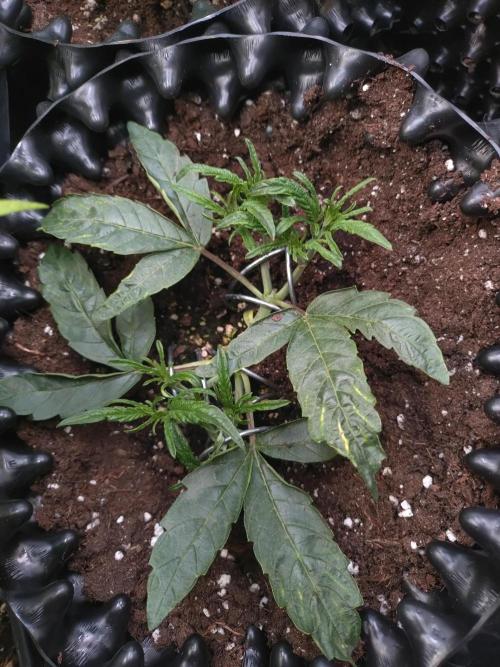 Thin Mint x Sour Pinot Auto Barneys Farm. Week 4