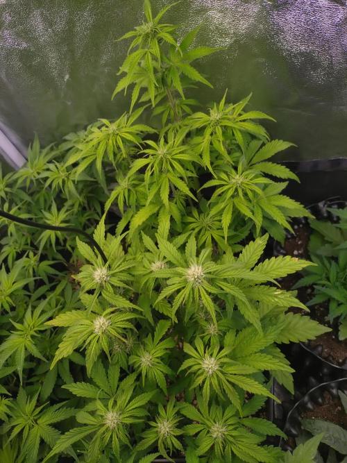 Hulkberry Auto RQS. Week 7