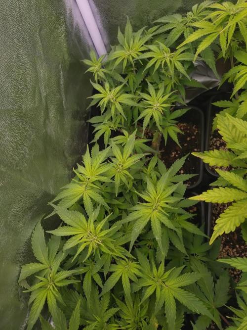 Cinderella Auto Fastbuds. Week 7