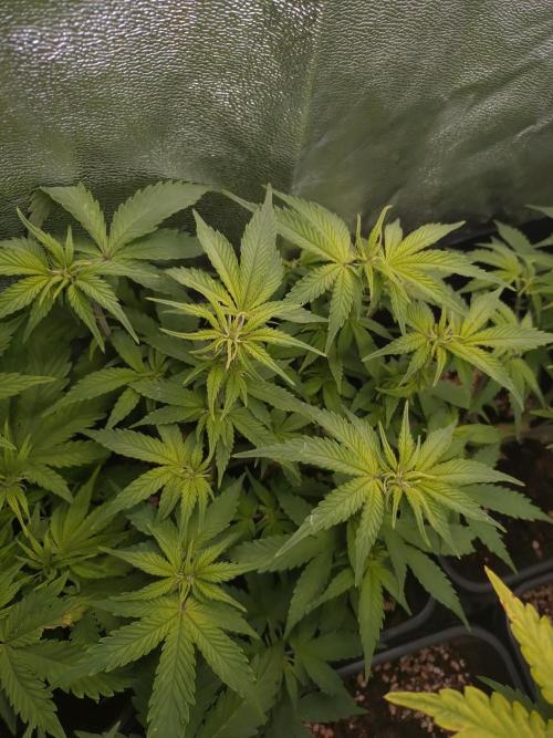 Cinderella Auto Fastbuds. Week 7