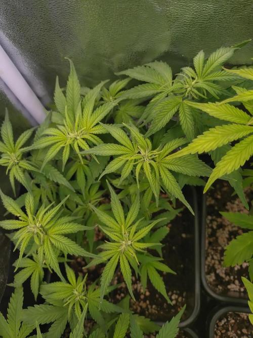 Cinderella Auto Fastbuds. Week 7