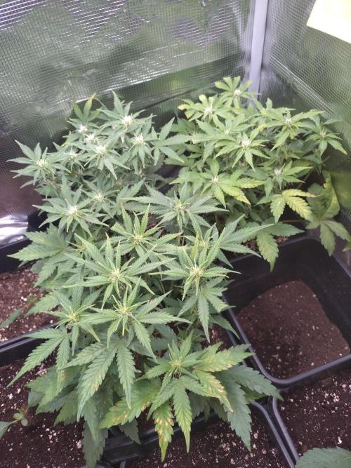 Grape Pop Rocks Auto Anesia Seeds. Week 7