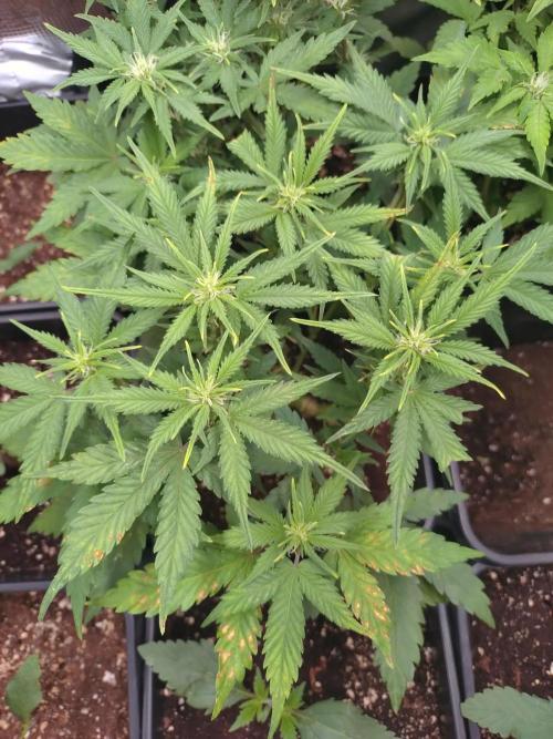 Grape Pop Rocks Auto Anesia Seeds. Week 7