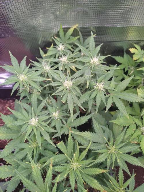 Grape Pop Rocks Auto Anesia Seeds. Week 7