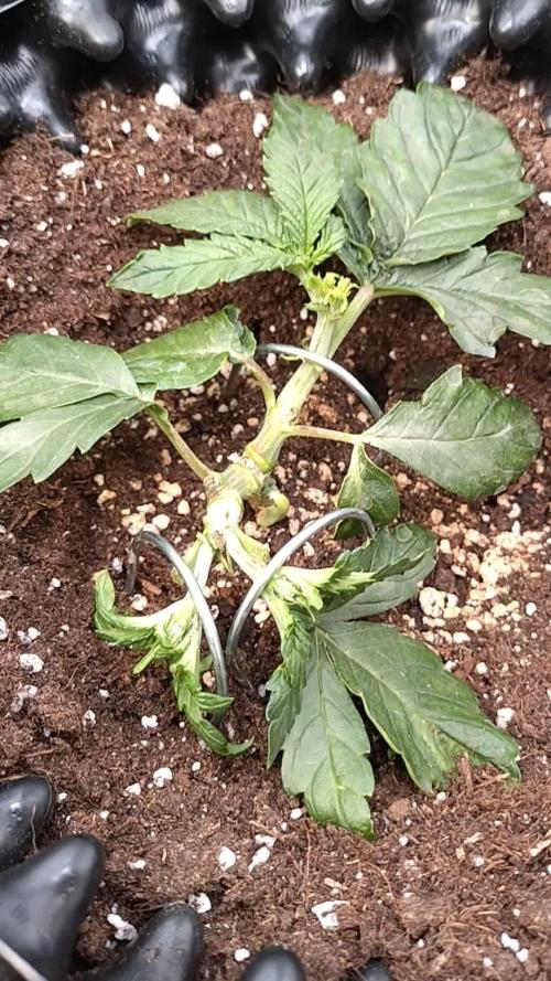 Sticky Broccoli Auto ZMA Eternity Cup'26