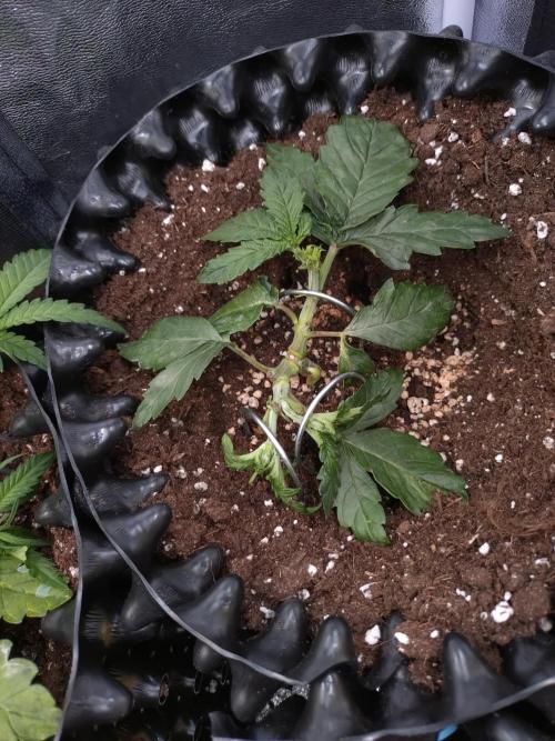 Sticky Broccoli Auto ZMA Eternity Cup'26. Week 5