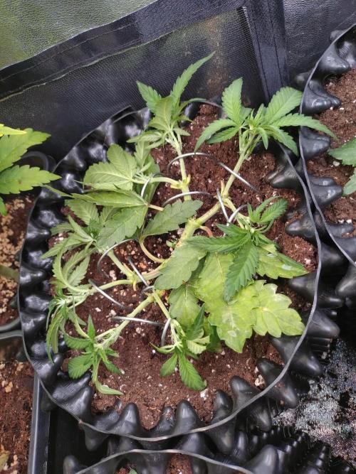 Cherry Cola RF3 Auto Fastbuds. Week 5