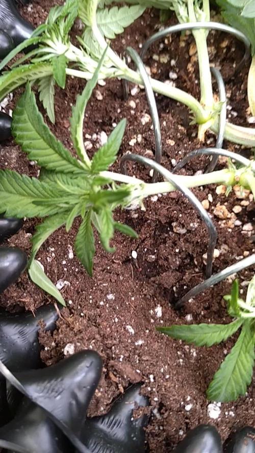 Cherry Cola RF3 Auto Fastbuds