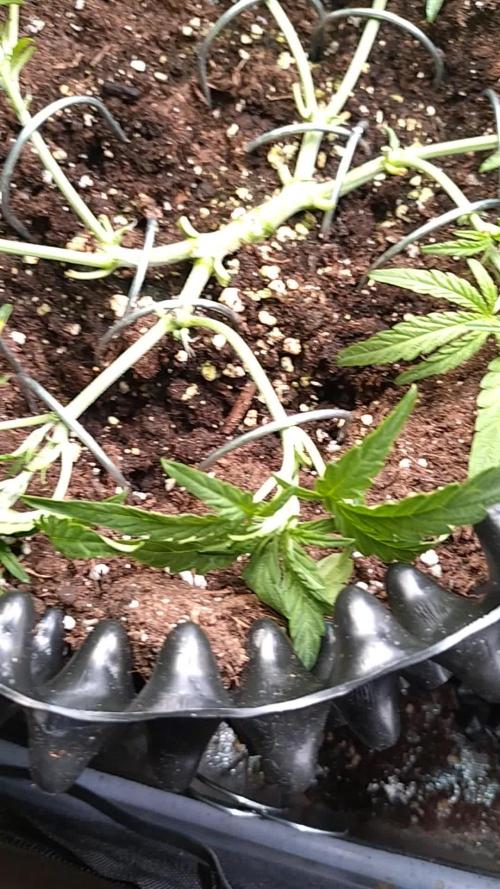 Thin Mint x Sour Pinot Auto Barneys Farm